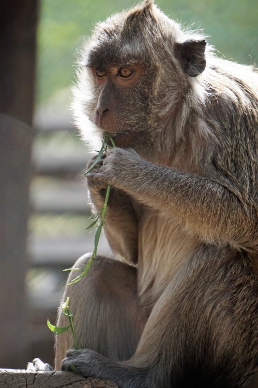 הזדמנות שנייה לחיים עבור הקופים הניצולים. צילום: מאיה להב