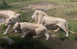 אריות לבנים במדבריום - פארק החיות החדש בבאר שבע. צילום: דיאגו מיטלברג