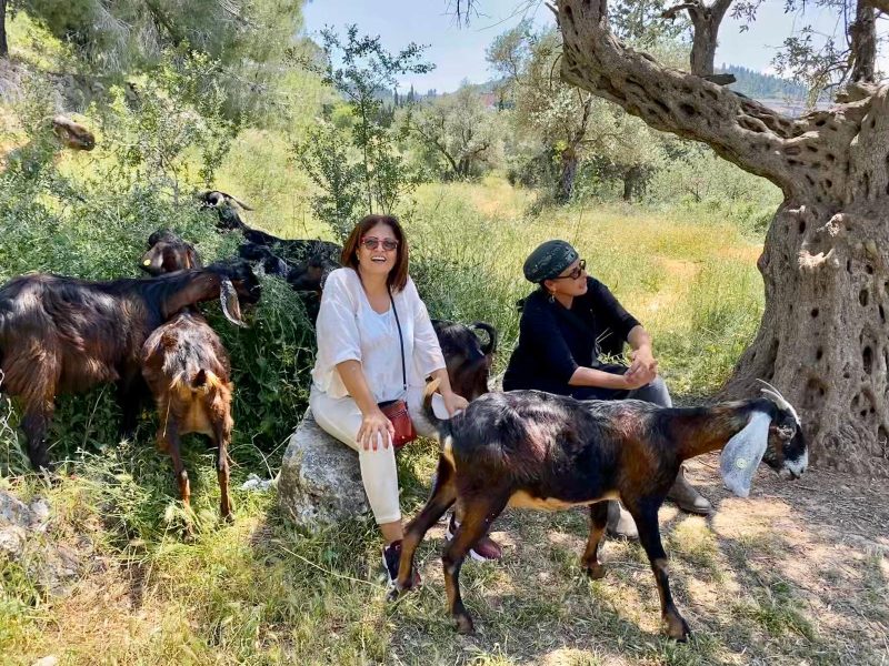 אפרת גיאת במרעה. צילום: יעל שילה