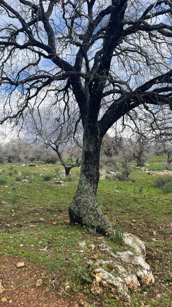 הטוסקנה של הגליל. במרחק של 10 דקות נסיעה מחוות דרך התבלינים - שמורת אלוני אבא. צילום: ישראלינג