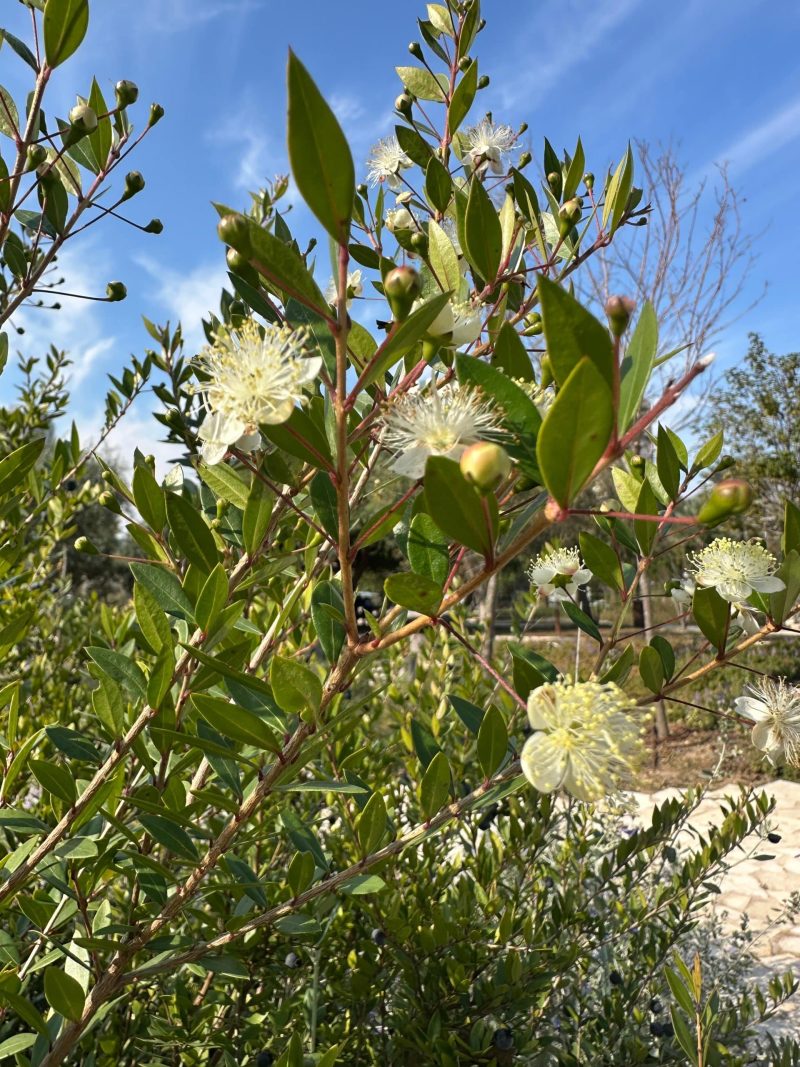 ט"ו בשבט במוז"א - פעילות לכל המשפחה. צילום: מוזא