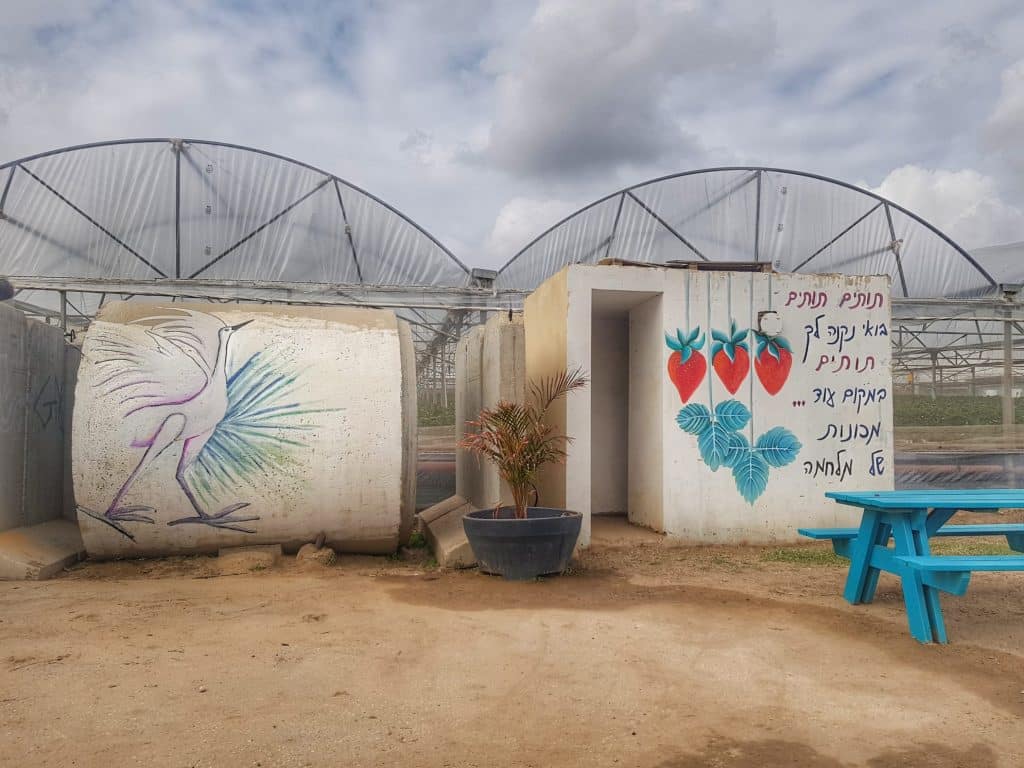 אורי תותים - תותים בריאים, נקיים ואיכותיים. דרום בלב. צילום: שלגית אשטמקר