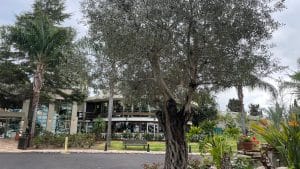 מלון מומלץ לילדים בצפון - אחוזת אסיינדה ביער. צילום: ישראלינג