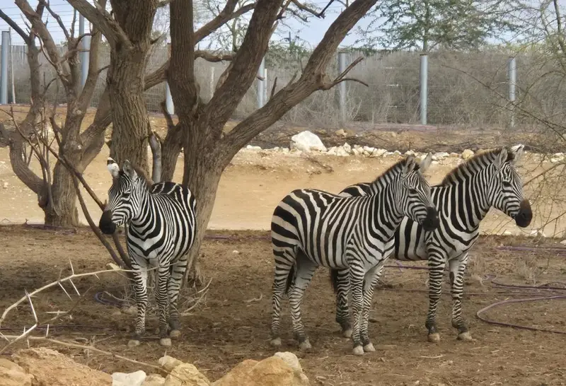 זברות חדשות במדבריום. צילום מורן לוי 