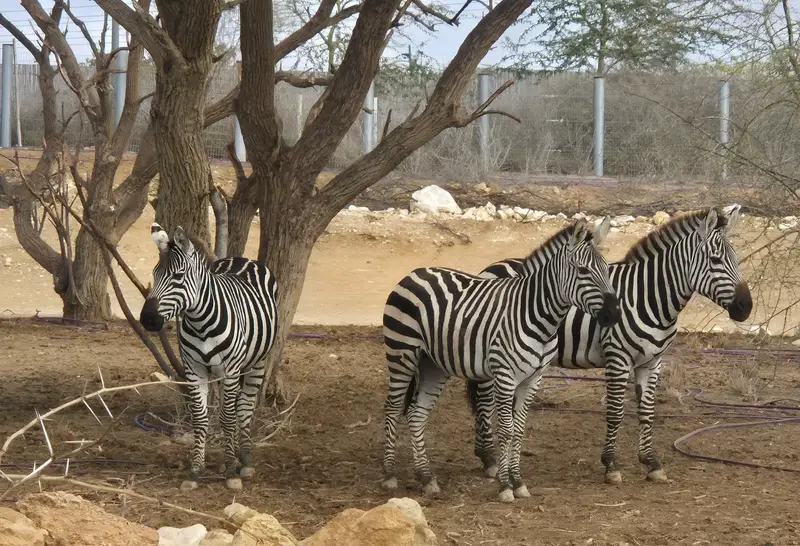 זברות חדשות במדבריום באר שבע
