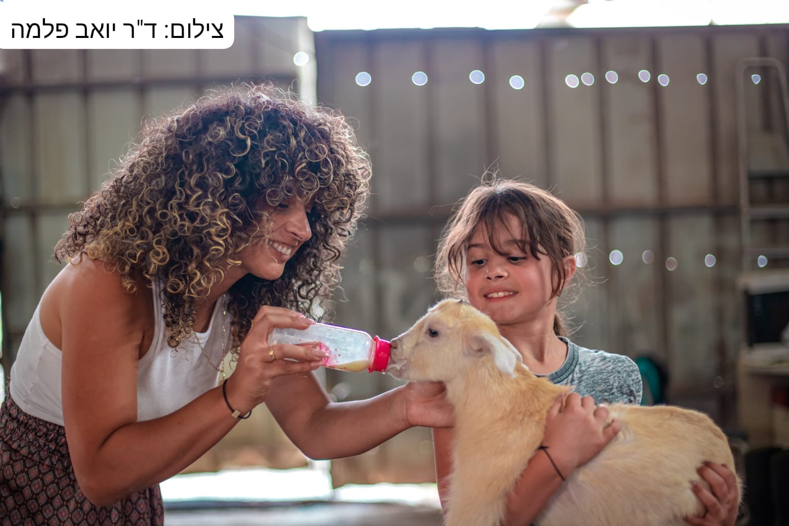 משק בן צבי נוב