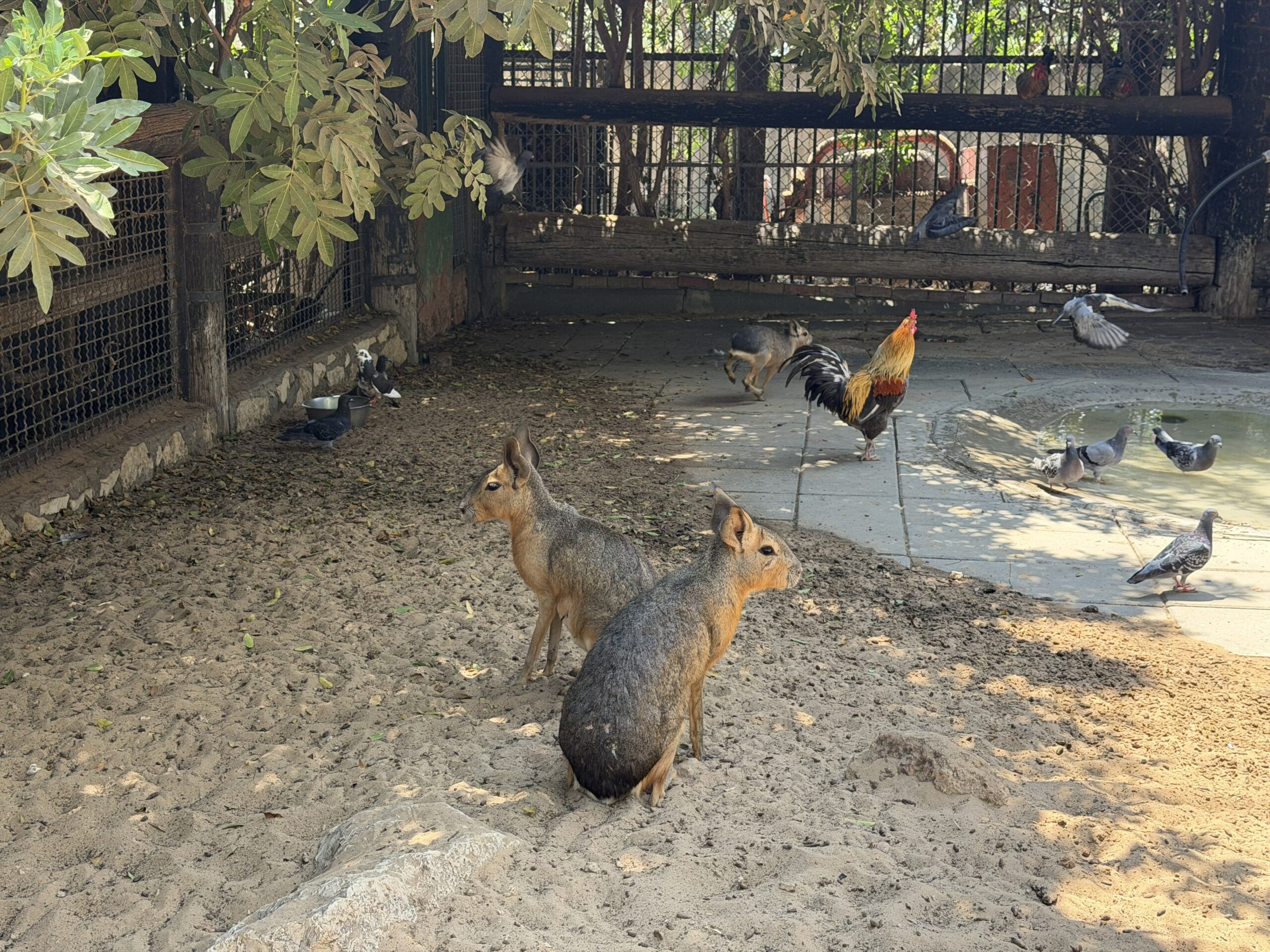 פינת הליטוף בחי כיף ראשון לציון