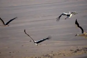 אטרקציית נדידת החסידות בערבה התיכונה. צילום: אוויר- דליה מטמון, הערבה התיכונה