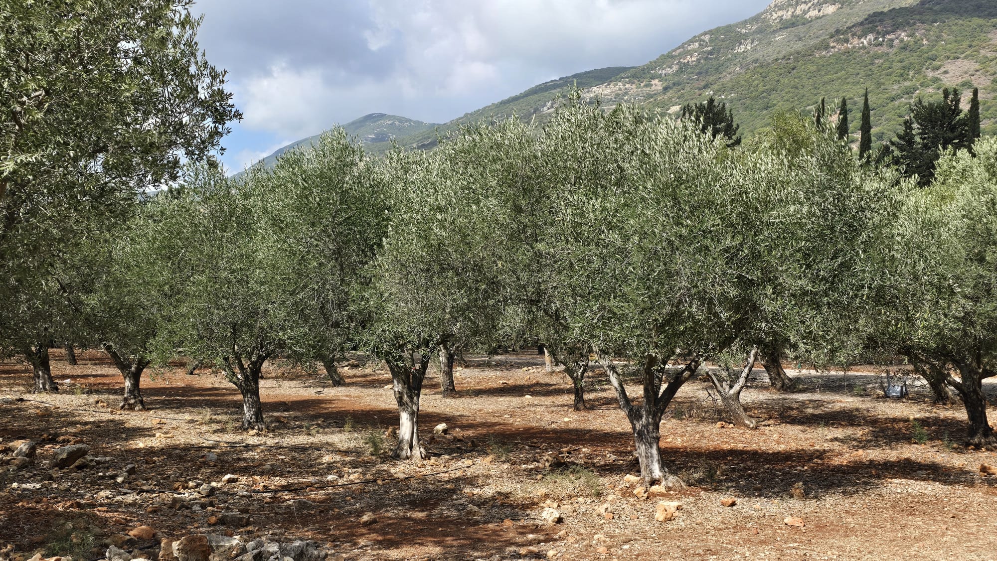 פסטיבל ימי ענף הזית בגליל, בגולן ובעמקים