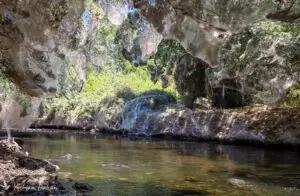 שמיכת קורי ענק עוטפת את הצמחייה בנחל שורק. צילום: יחיעם דהן, מתנדב רשות הטבע והגנים