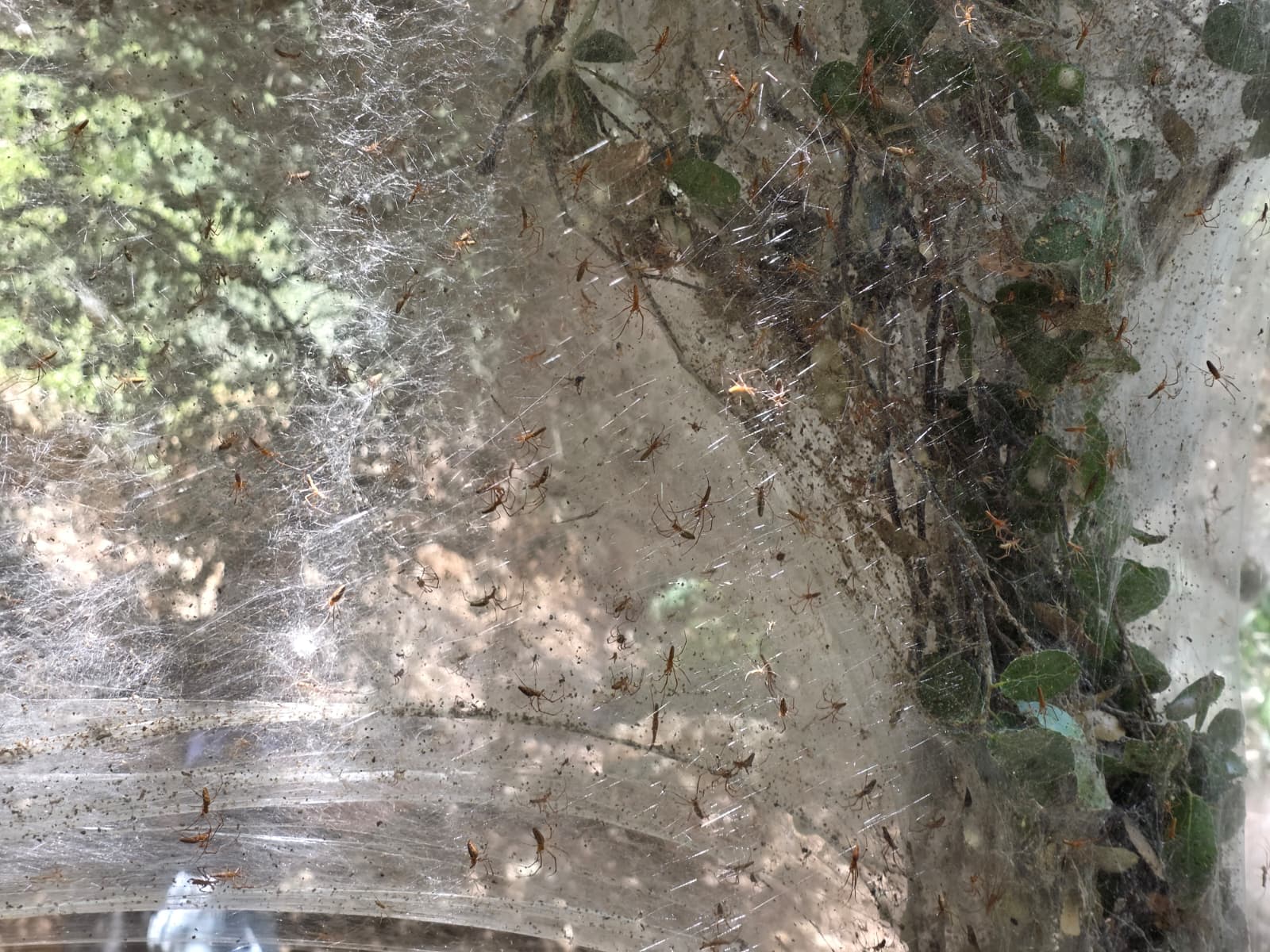 שמיכת קורי עכבישים ענקית עוטפת את הצמחייה בנחל שורק