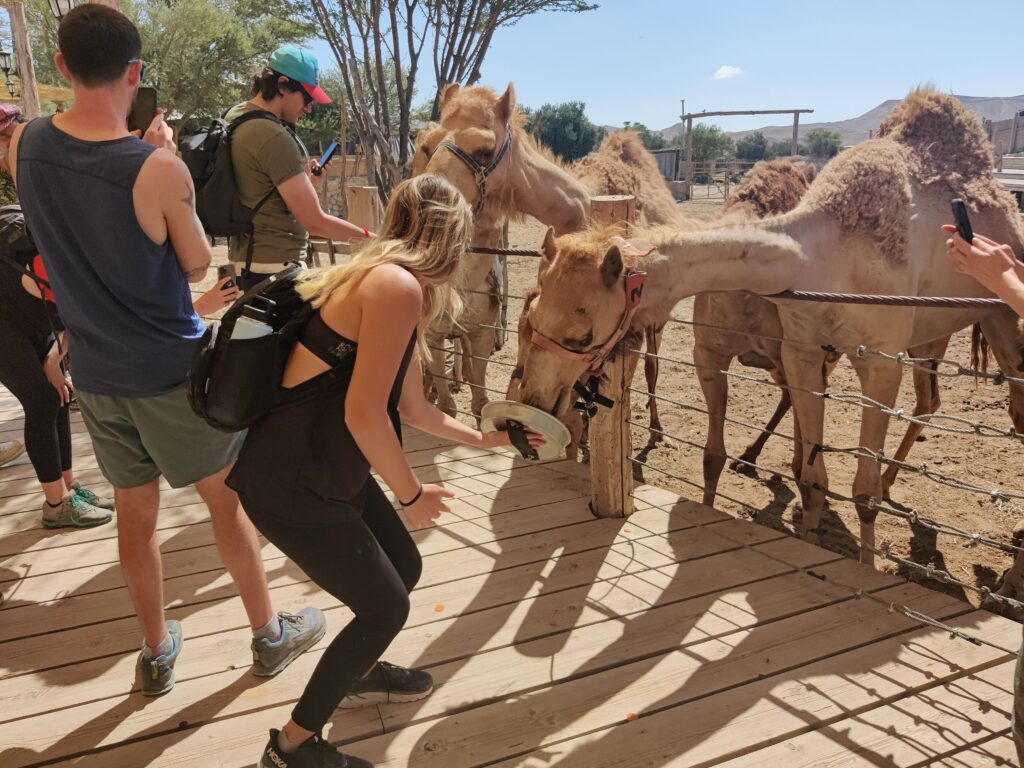 האכלת גמלים בכפר הנוקדים. צילום יוני גריצנר