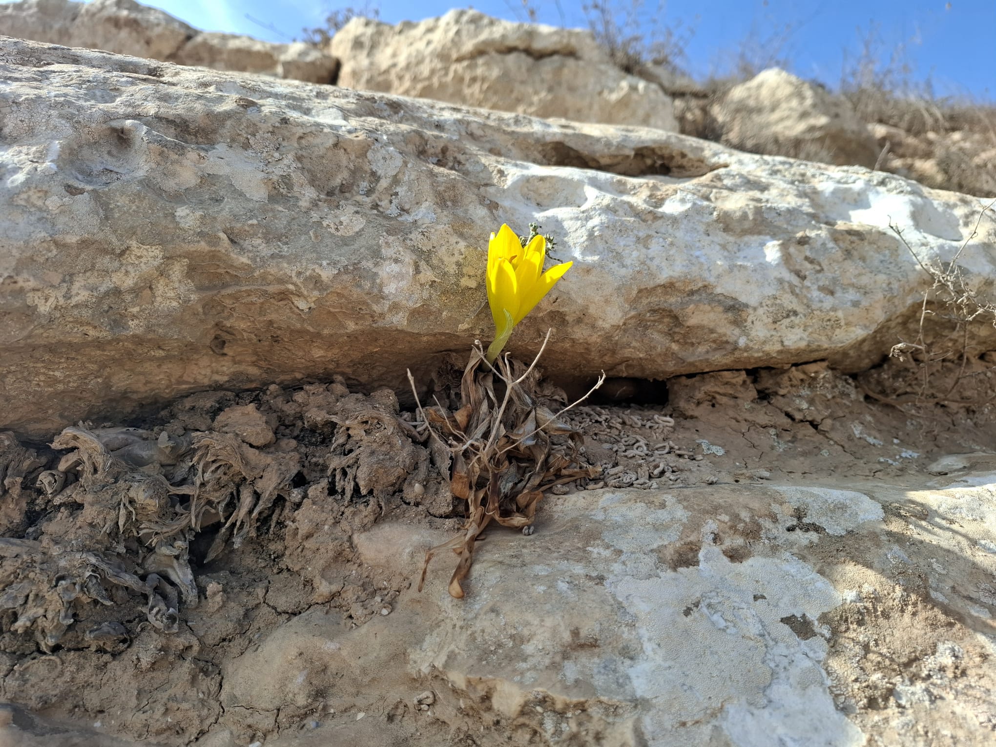 פריחת חלמוניות צהובות ברכס בוקר בהר הנגב באוקטובר 2026