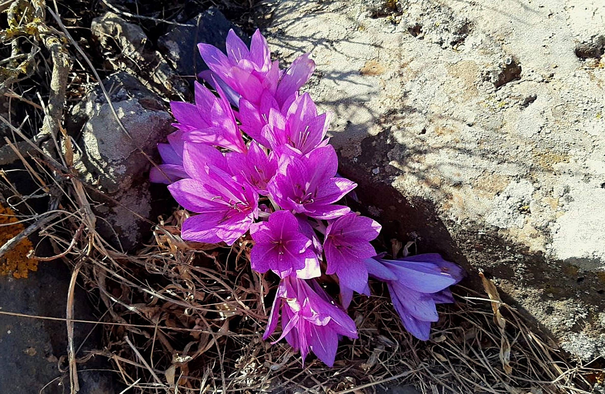 סתוונית התשבץ הוורודה הפורחת ברכס בשנית בצפון הגולן